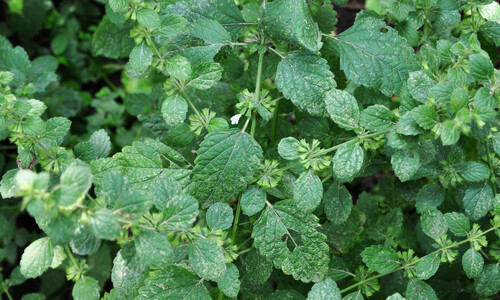 Citroenmelisse (Melissa officinalis)