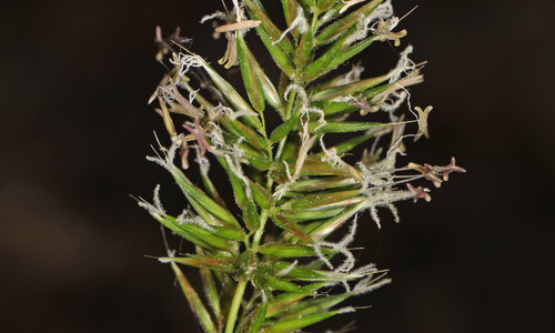 Gewoon reukgras (Anthoxanthum odoratum)