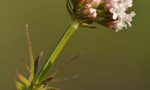 Echte valeriaan (Valeriana officinalis)