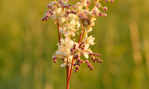 Knolspirea (Filipendula vulgaris)