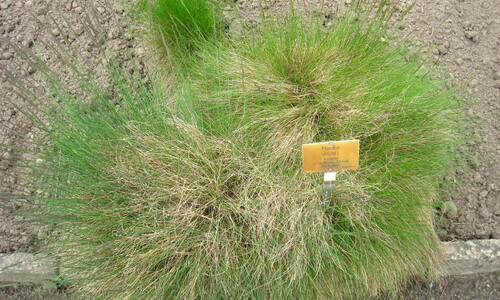 Borstelgras (Nardus stricta)