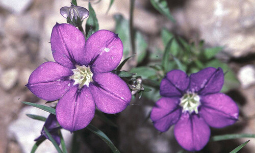 Groot spiegelklokje – cultuurvariant (Legousia speculum-veneris)