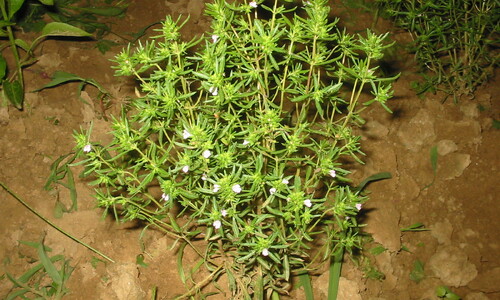 Bonenkruid (Satureja hortensis)