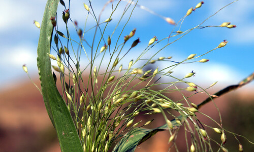 Draadgierst (Panicum capillare)