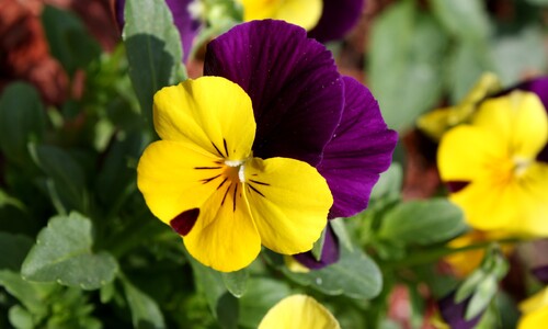 Driekleurig viooltje (Viola tricolor ssp. tricolor)