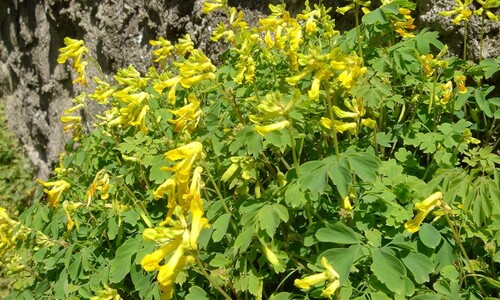 Gele helmbloem (Pseudofumaria lutea)