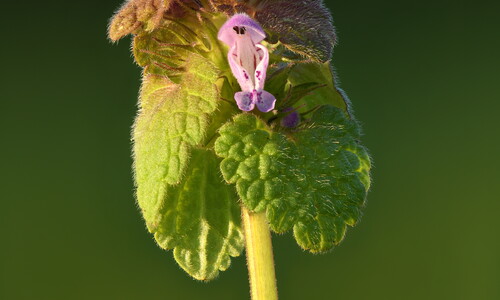 Paarse dovenetel (Lamium purpureum)