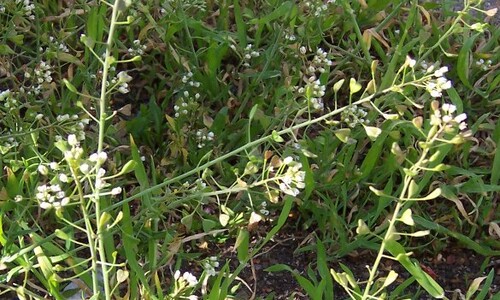 Herderstasje (Capsella bursa-pastoris)