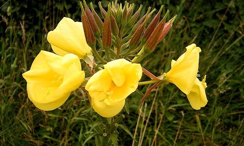 Grote teunisbloem (Oenothera glazioviana)