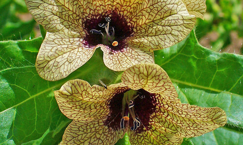 Bilzekruid (Hyoscyamus niger)