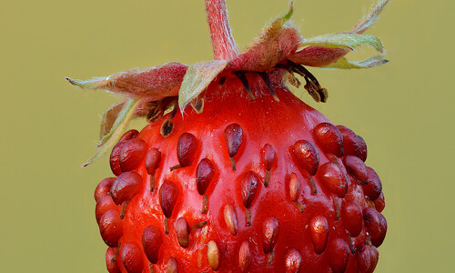 Bosaardbei (Fragaria vesca)
