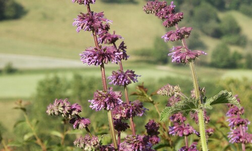 Kranssalie (Salvia verticillata)