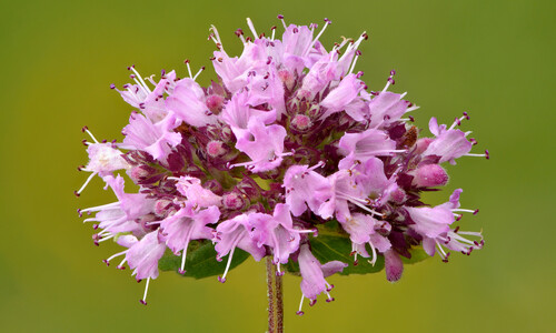 Wilde marjolein (Origanum vulgare)
