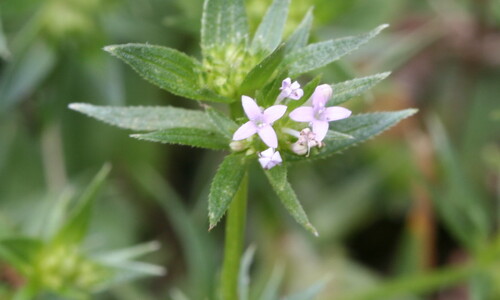 Blauw walstro (Sherardia arvensis)