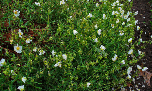 Geel zonneroosje (Helianthemum nummularium)