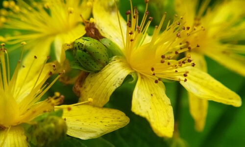 Gevlekt hertshooi (Hypericum maculatum ssp. maculatum)