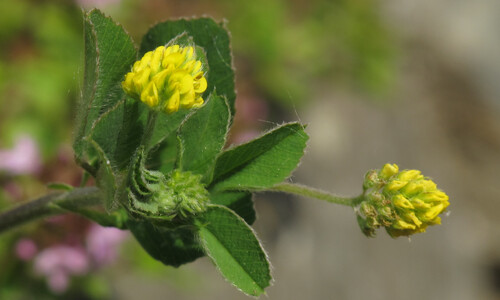 Hopklaver (Medicago lupulina)