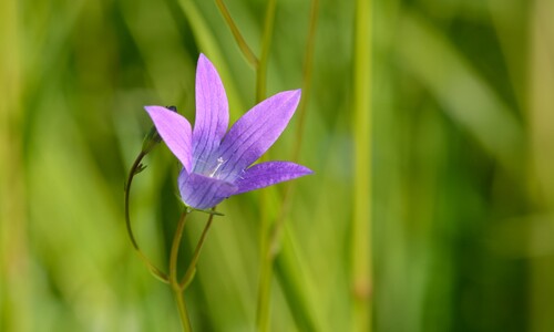 Weideklokje (Campanula patula)