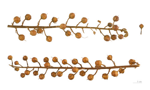 Mottenkruid (Verbascum blattaria)