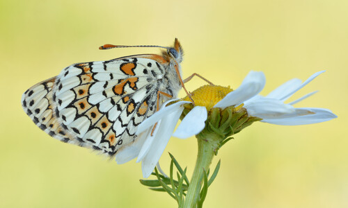 Roomse kamille (Anthemis nobilis)