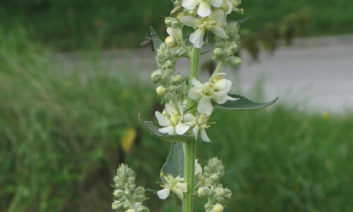 Melige toorts (Verbascum lychnitis)