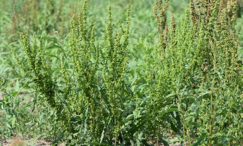 Krulzuring (Rumex crispus)