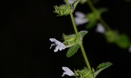 Citroenmelisse (Melissa officinalis)