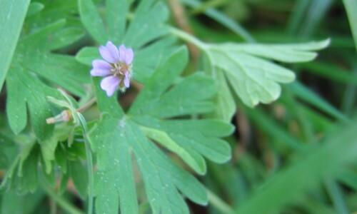 Kleine ooievaarsbek (Geranium pusillum)