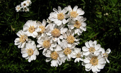 Wilde bertram (Achillea ptarmica)