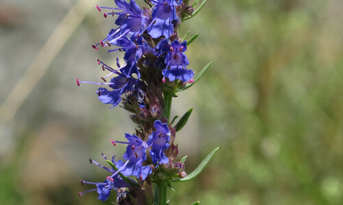 Hyssop (Hyssopus officinalis)