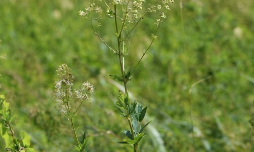 Poelruit (Thalictrum flavum)