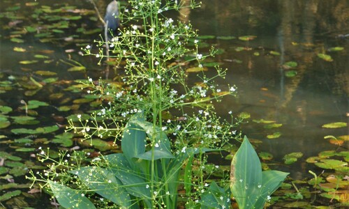 Grote waterweegbree (Alisma plantago-aquatica)