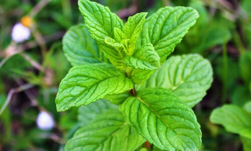 Pepermunt (Mentha piperita)