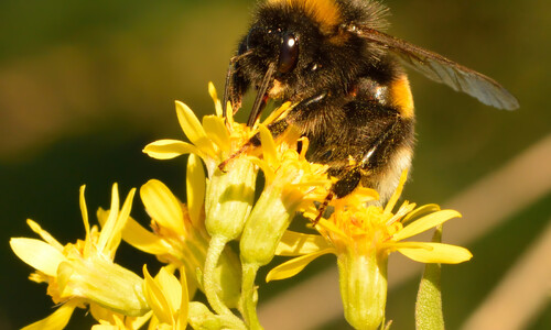 Echte guldenroede (Solidago virgaurea)
