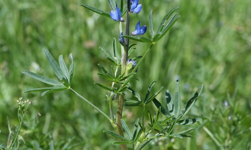 Blauwe lupine (Lupinus angustifolius)