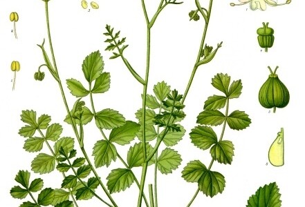 Kleine bevernel (Pimpinella saxifraga)