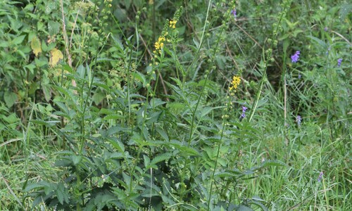 Welriekende agrimonie (Agrimonia procera)