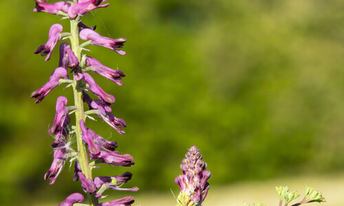 Duivenkervel (Fumaria officinalis)