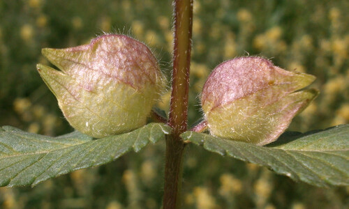 Harige ratelaar (Rhinanthus alectorolophus)