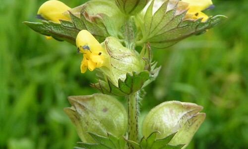 Kleine ratelaar (Rhinanthus minor)