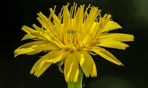 Groot streepzaad (Crepis biennis)