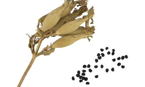 Zeepkruid (Saponaria officinalis)