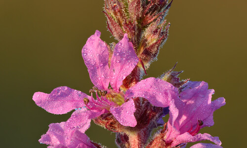Grote kattenstaart (Lythrum salicaria)