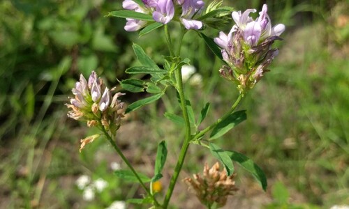 Luzerne/Alfalfa (Medicago sativa)