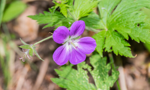 Bosooievaarsbek (Geranium sylvaticum)