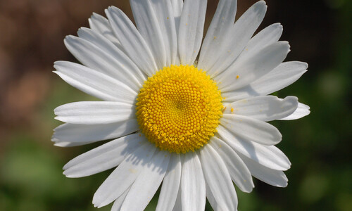 Gewone margriet (Biologisch) (Leucanthemum vulgare)