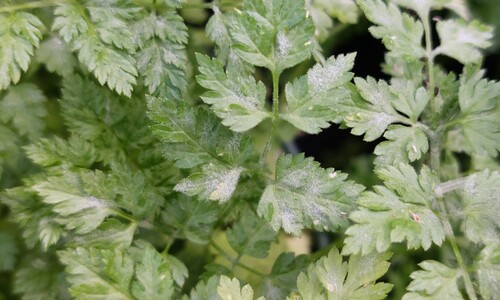 Kervel (Anthriscus cerefolium)
