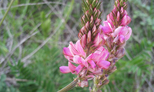 Esparcette (Onobrychis viciifolia)