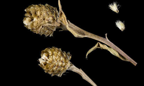 Zwart knoopkruid (Centaurea nigra)