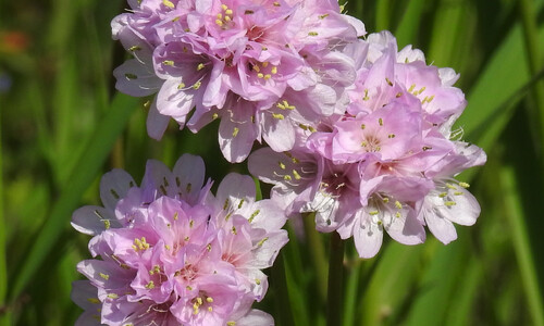 Engels gras (Armeria maritima)
